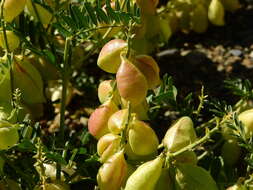 Image of Astragalus pehuenches Niederl.