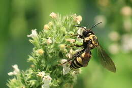 Triepeolus remigatus (Fabricius 1804) resmi