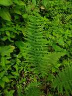 Image of Balbis' Maiden Fern