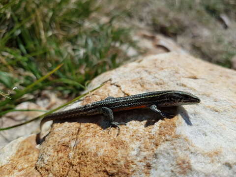 Image of Green-striped Mountain Lizard