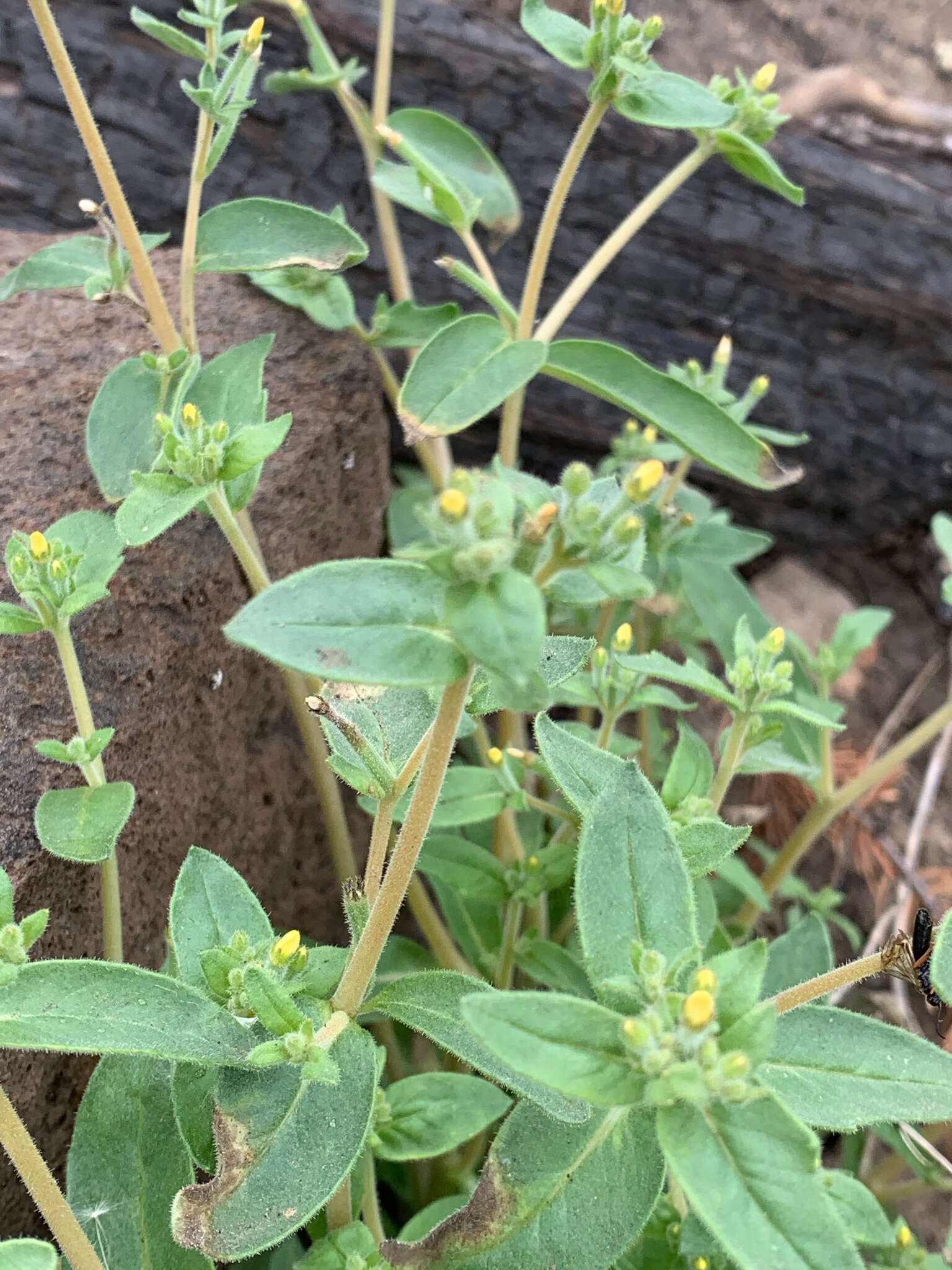 Image of bushy blazingstar