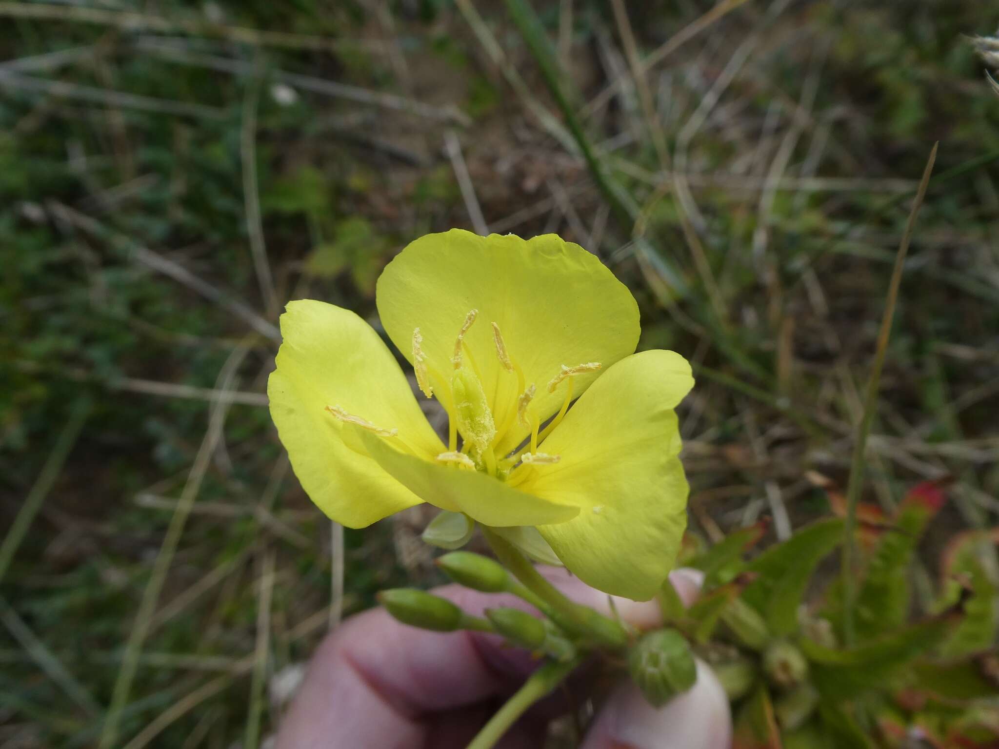 Plancia ëd Oenothera cambrica K. Rostanski