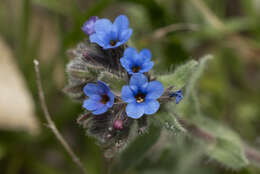 Image of alkanet