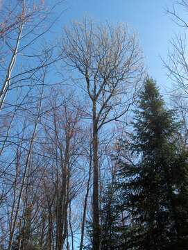 Image of bigtooth aspen