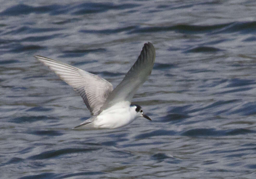 Image of White-winged Black Tern