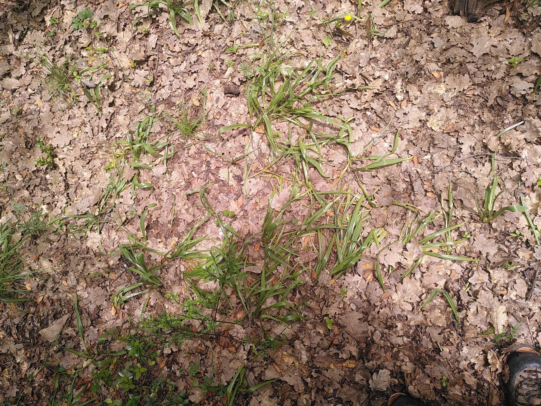 Image of Colchicum longifolium Castagne