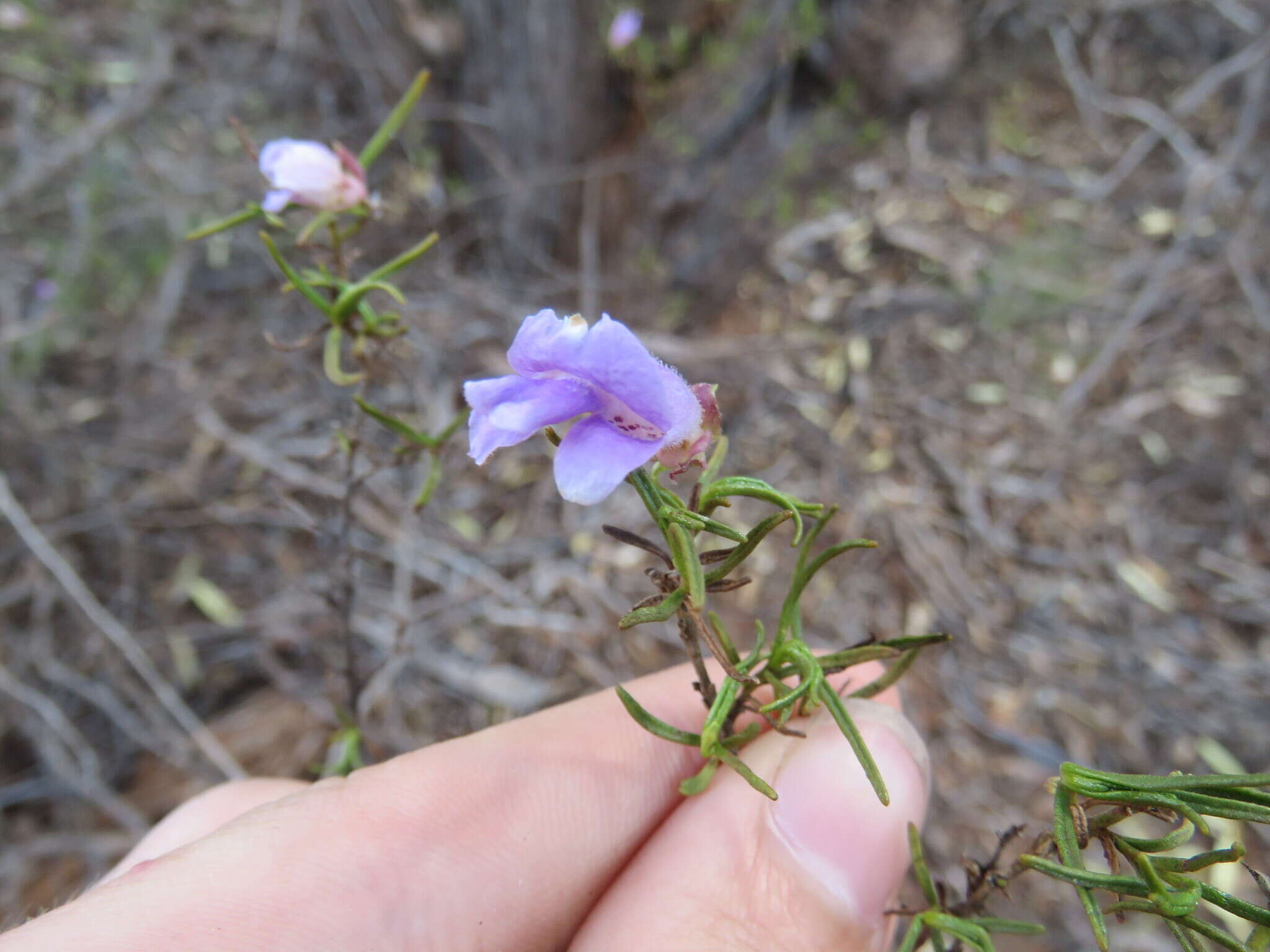 Imagem de Eremophila metallicorum S. Moore