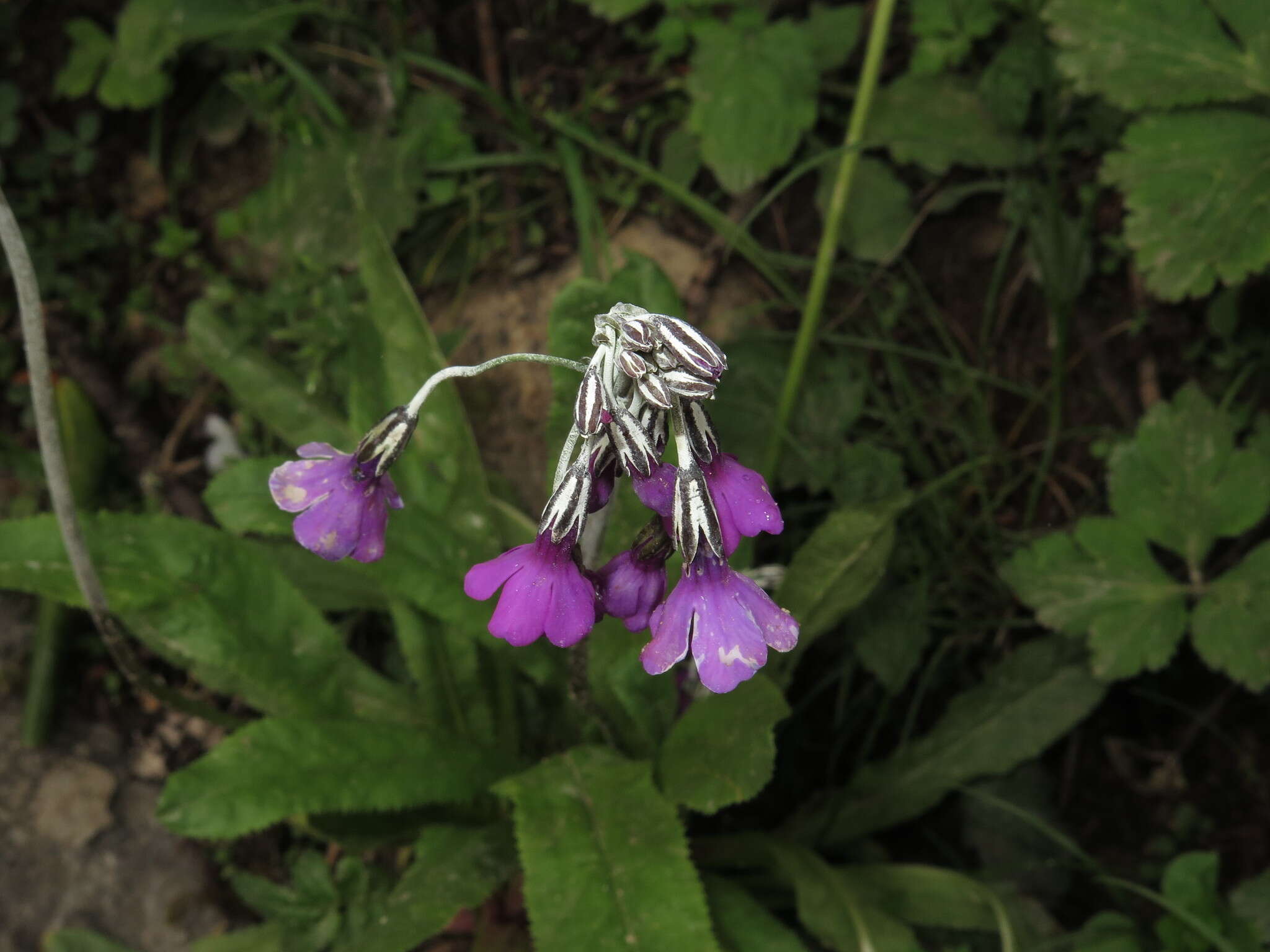 Image of Primula secundiflora Franch.