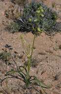 Image of desert deathcamas