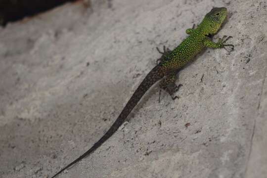 Image of Keeled Whorltail Iguana