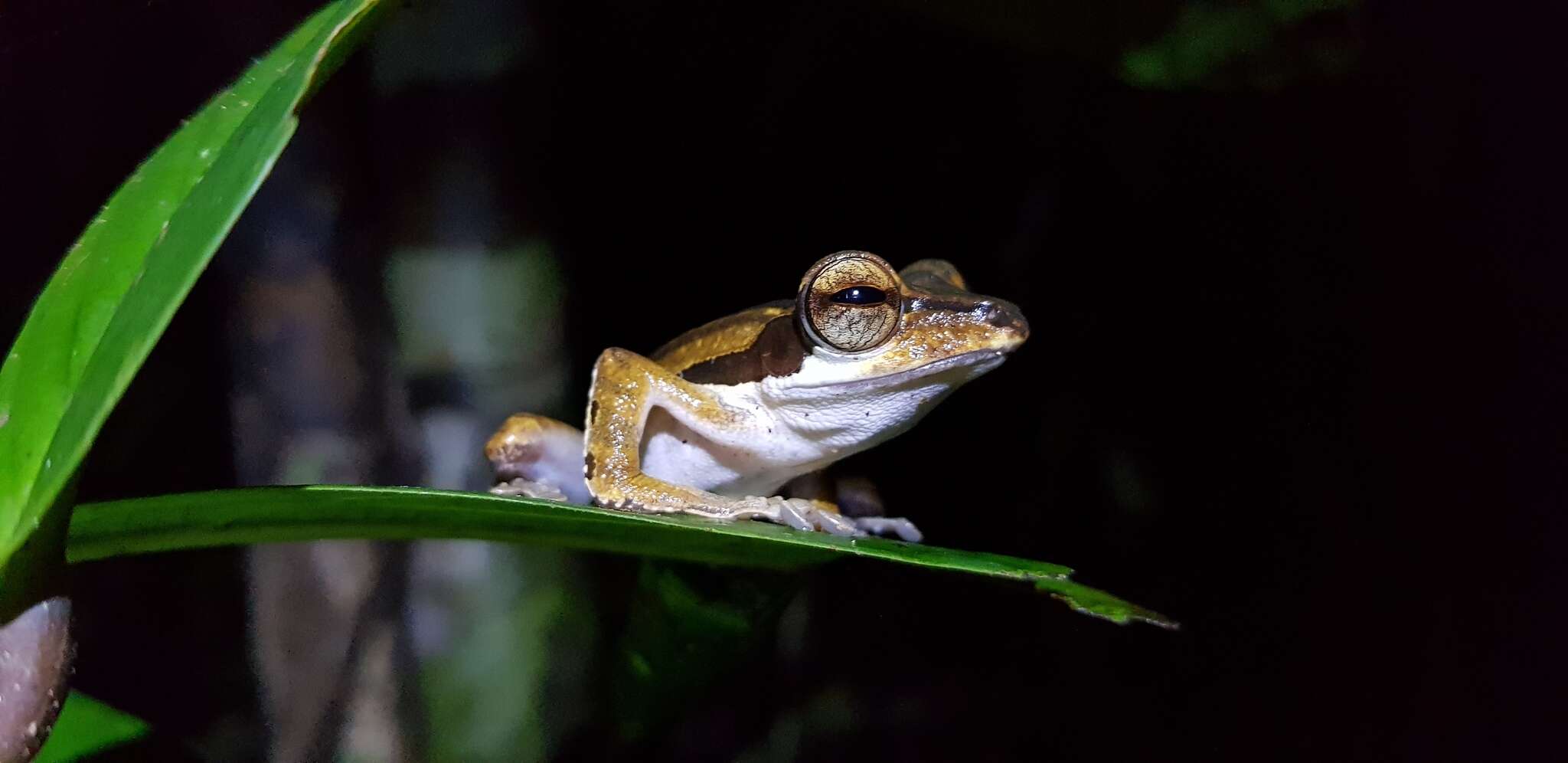 Image of Bongao tree frog