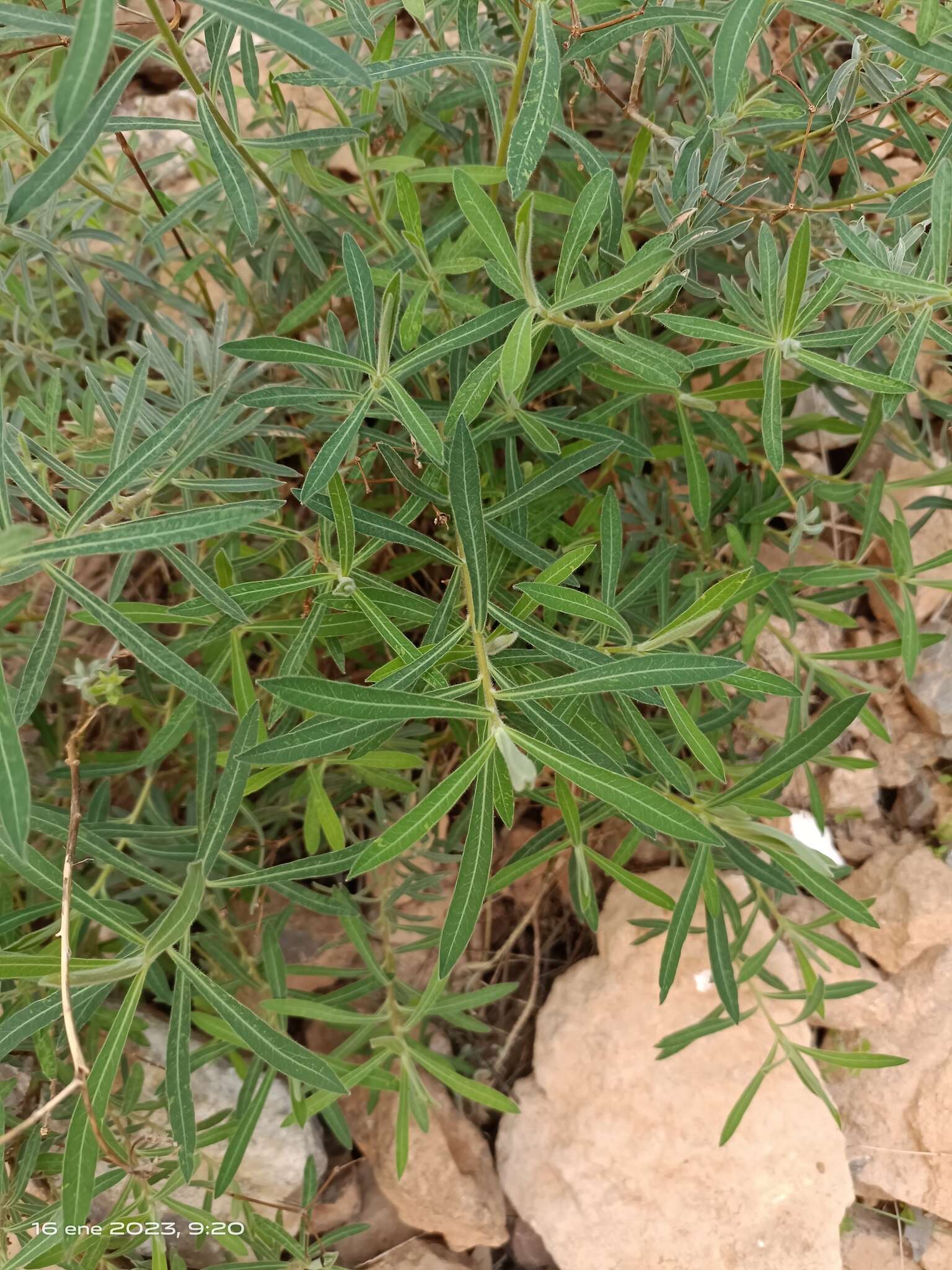 Euphorbia squamigera Loisel. resmi