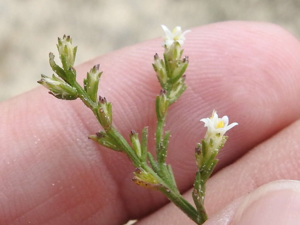 Image of threeflower snakeweed