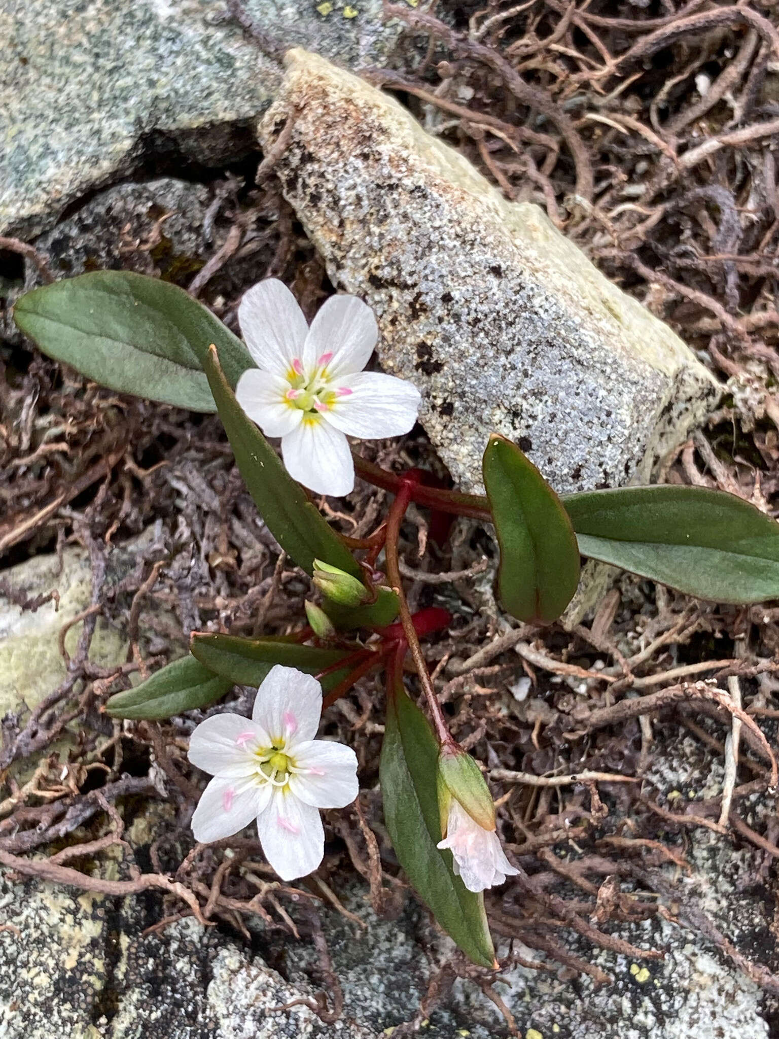 Image of Pacific springbeauty