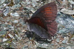 Image of Swiss Brassy Ringlet