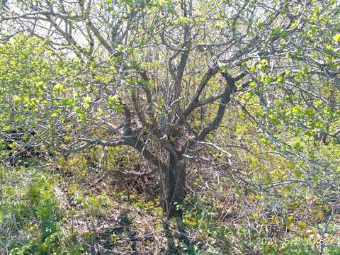 Image de Crataegus maximowiczii C. K. Schneid.