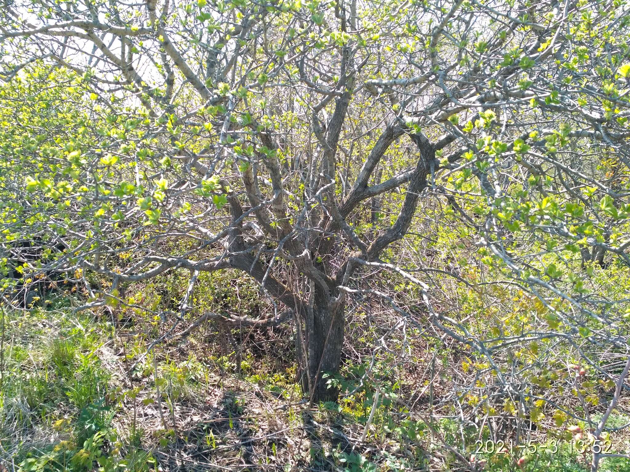 Image de Crataegus maximowiczii C. K. Schneid.