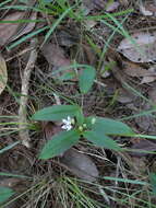 Image of Schelhammera multiflora R. Br.