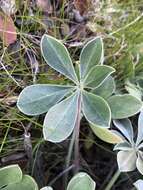 Image of Cobb Mountain lupine