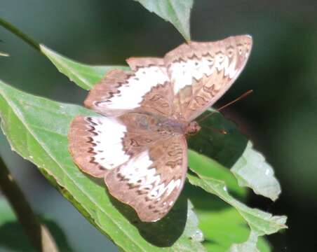 Image of Euryphura isuka