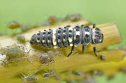 Image of 13-spot ladybird