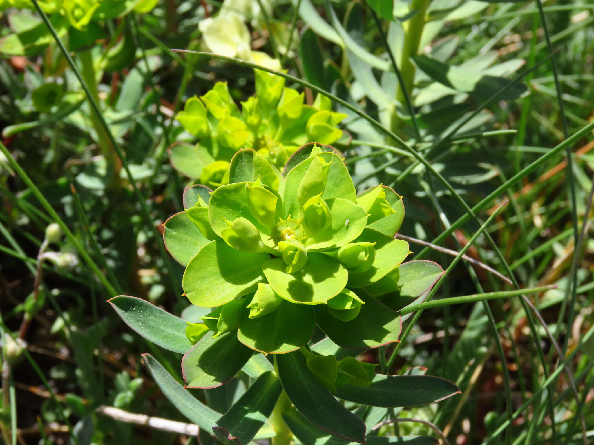 Image of Euphorbia nicaeensis All.