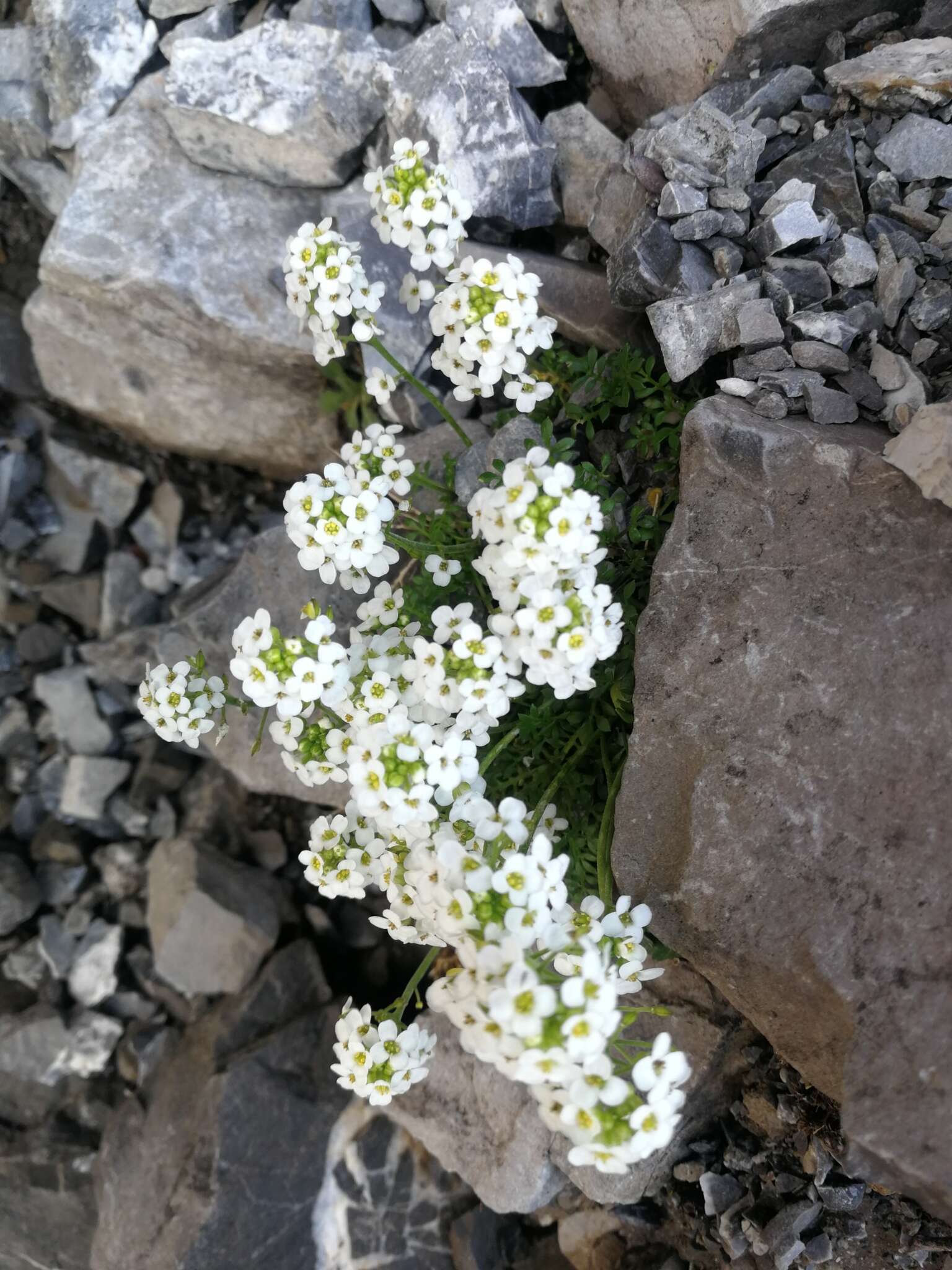 Image of alpine hutchinsia