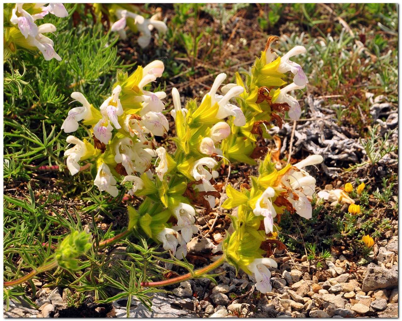 Salvia scabiosifolia Lam. resmi