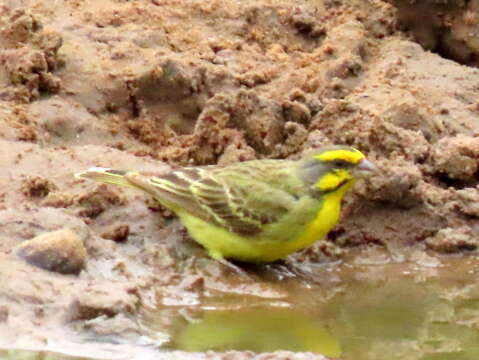 Image of Crithagra mozambica granti (Clancey 1957)