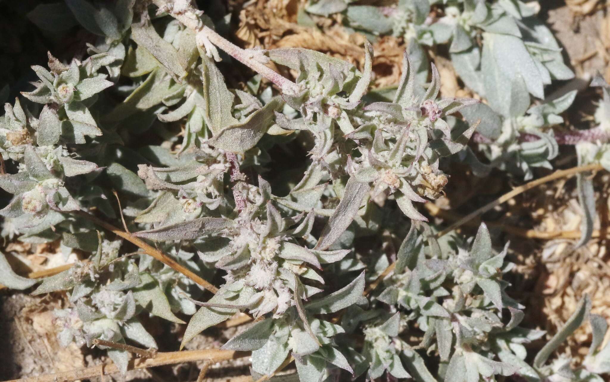 Image of Coulter's Saltbush