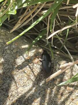 Image of Anisodactylus (Gynandrotarsus) rusticus (Say 1823)