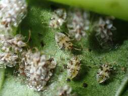 Image of Cotton lace bug