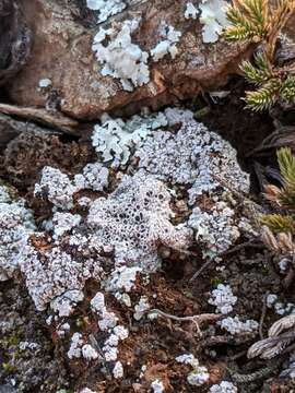 Imagem de Diploschistes muscorum (Scop.) R. Sant.