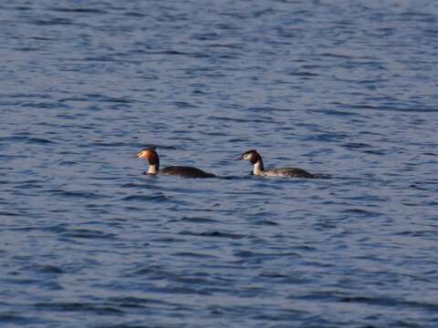 Image of Podiceps Latham 1787