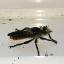 صورة Laphria ventralis Williston 1885