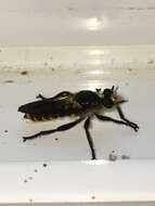 صورة Laphria ventralis Williston 1885