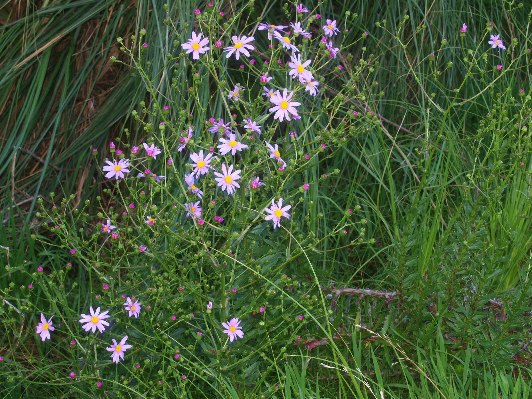 Senecio glastifolius L. fil. resmi