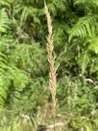 Imagem de Helictochloa pratensis (L.) Romero Zarco