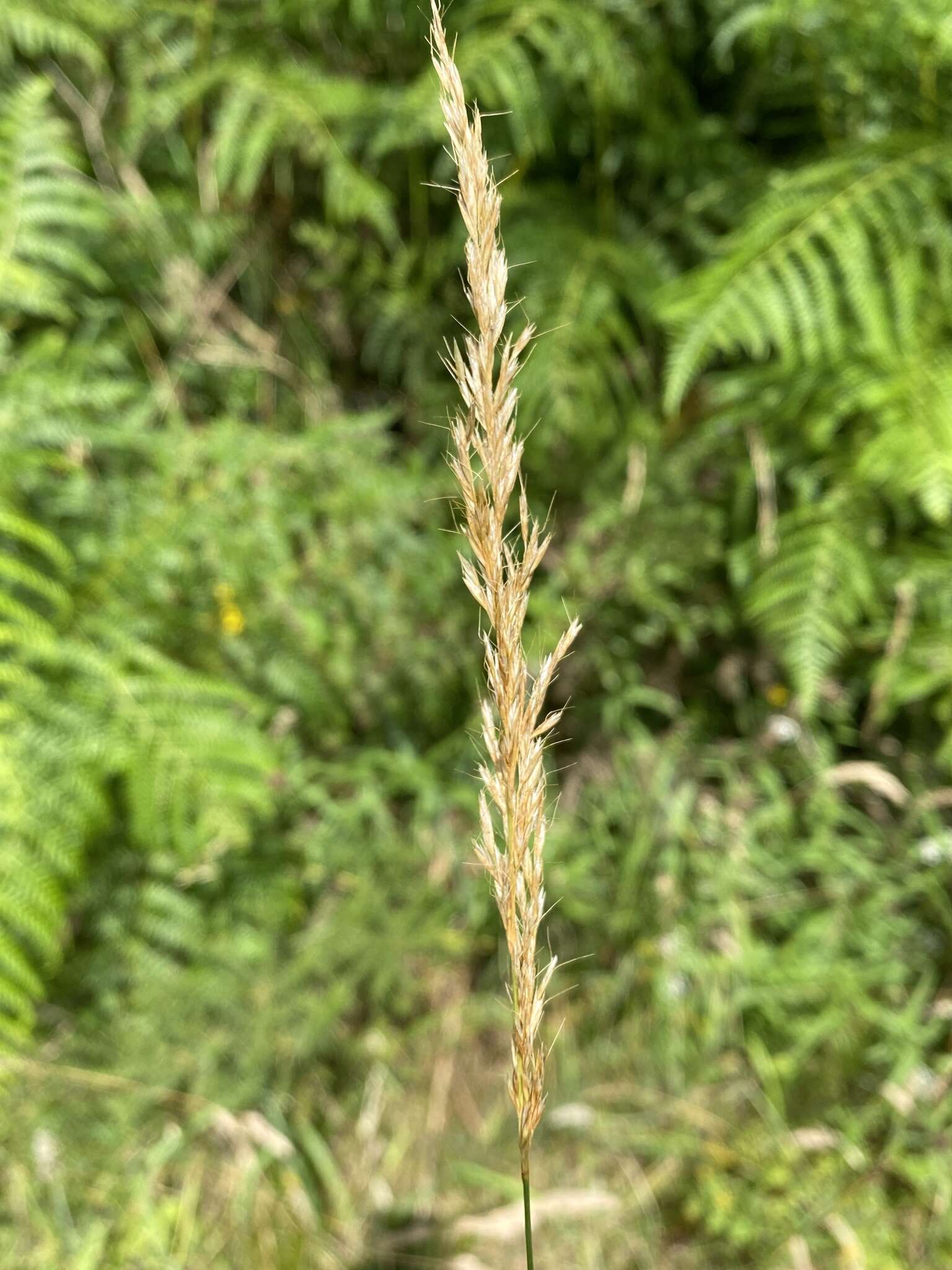 Imagem de Helictochloa pratensis (L.) Romero Zarco