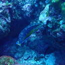 Image of Cocos wrasse