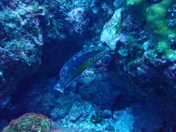 Image of Cocos wrasse