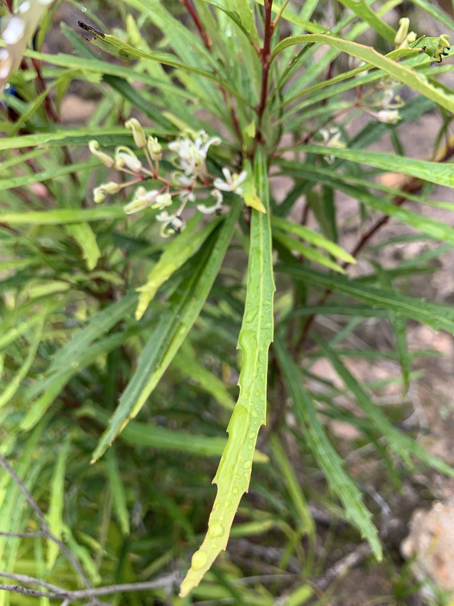 Lomatia myricoides (C. F. Gaertner) Domin的圖片