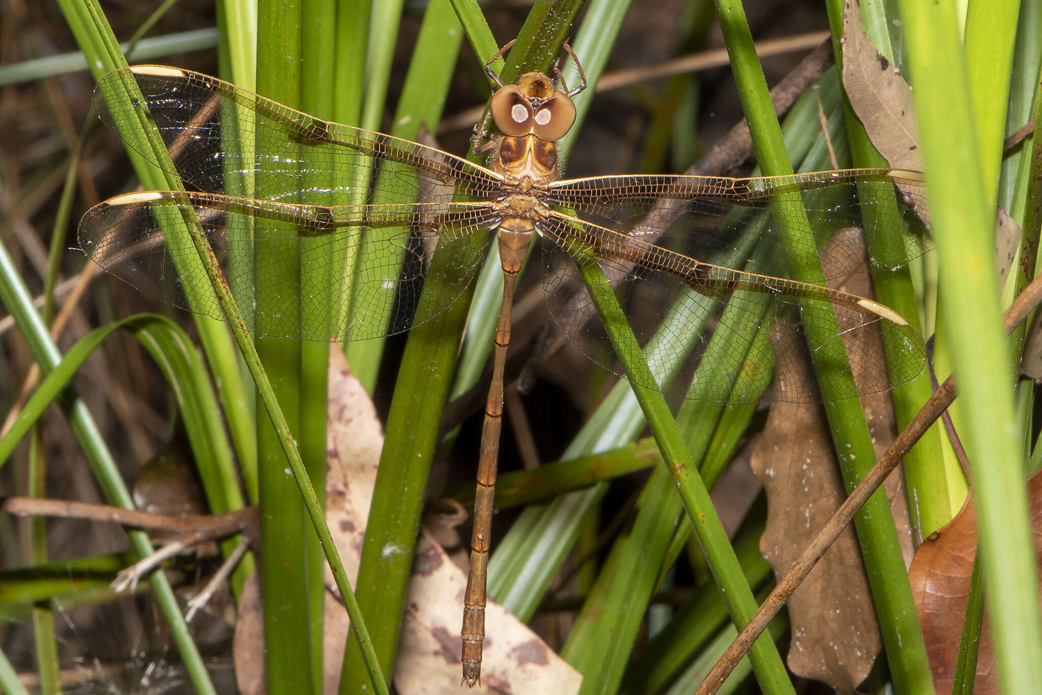 Image of Telephlebia tryoni Tillyard 1917