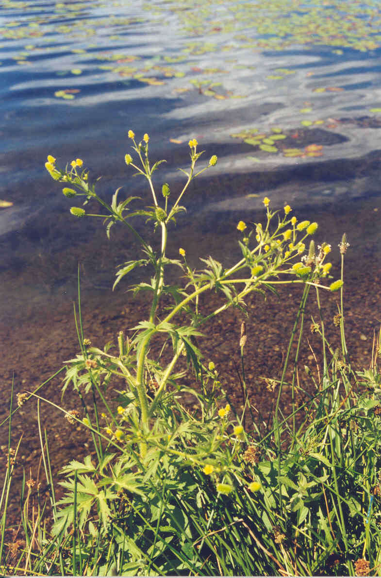 Imagem de Ranunculus pensylvanicus L. fil.