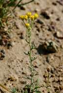 صورة Ajania fruticulosa (Ledeb.) Poljakov