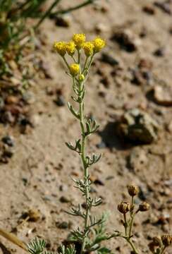 Image of Ajania fruticulosa (Ledeb.) Poljakov