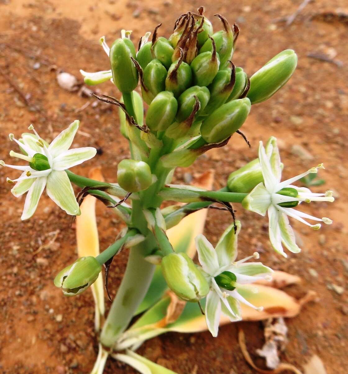 Sivun Ornithogalum tanquanum (Mart.-Azorín & M. B. Crespo) J. C. Manning & Goldblatt kuva