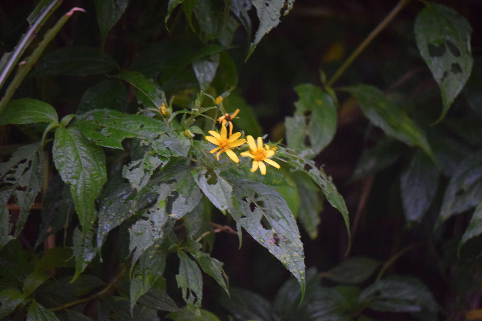 Wamalchitamia aurantiaca (Klatt) J. L. Strother resmi