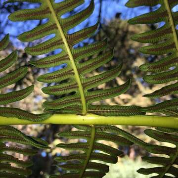 Image of Glaphyropteridopsis erubescens (Wall. ex Hook.) Ching