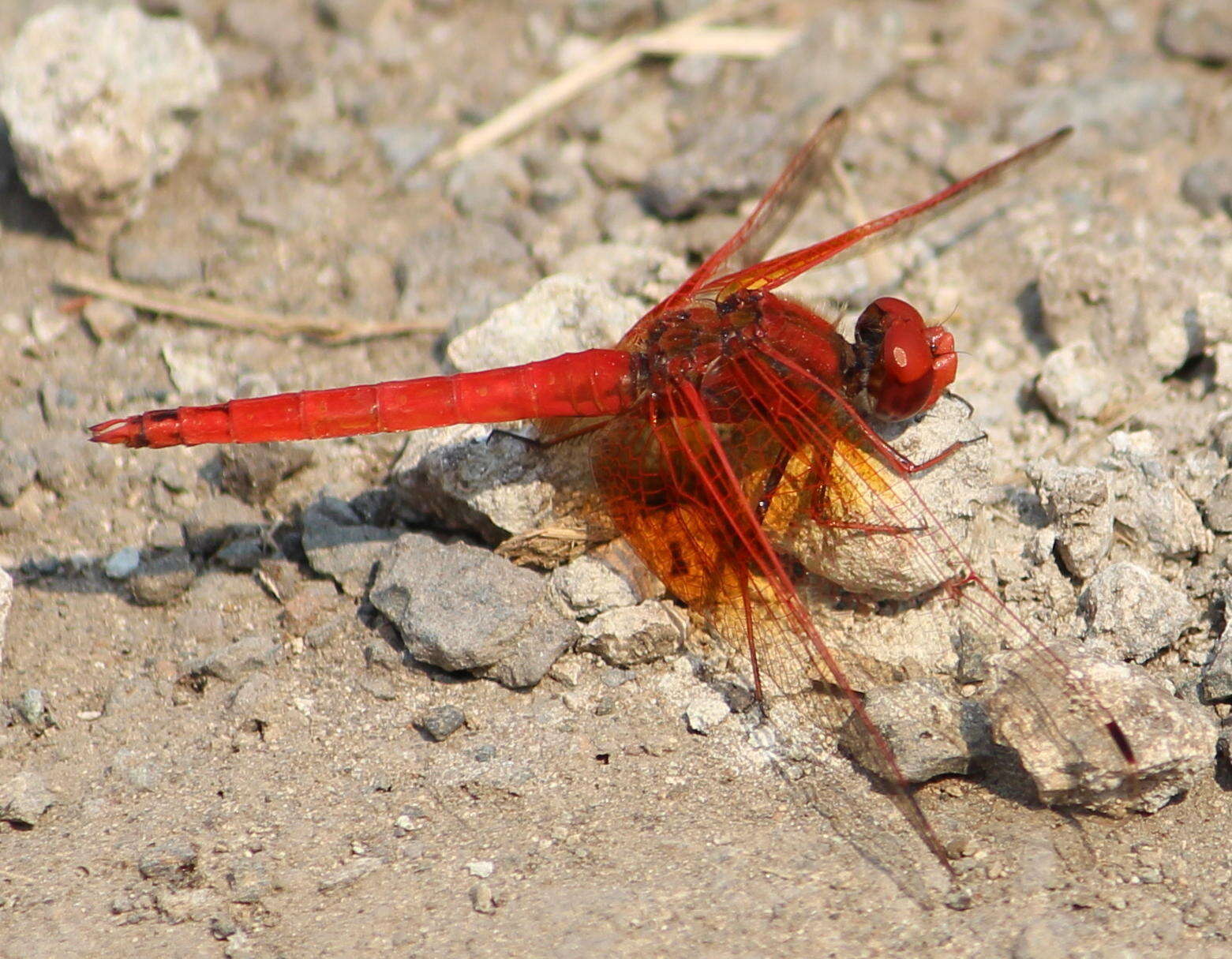 Image of <i>Trithemis kirbyi ardens</i> Gerstaecker 1891